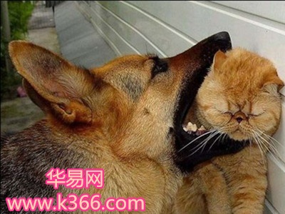 梦见狗咬死猫