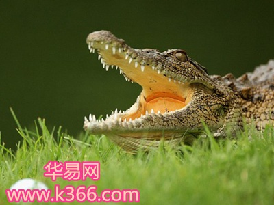 梦见鳄鱼，潜意识的警示与内心探索的启示