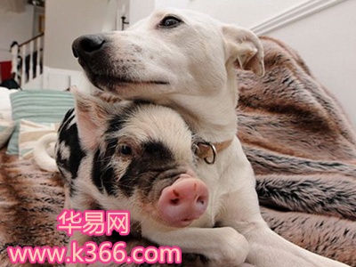 狗老公和猪老婆婚姻图片