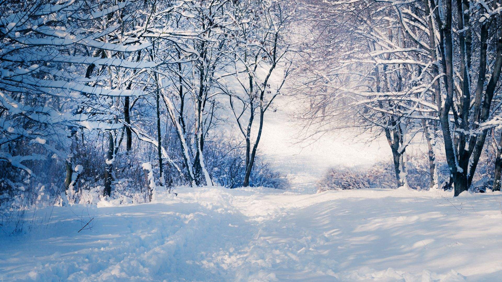 雪花飞舞的图片 壁纸图片