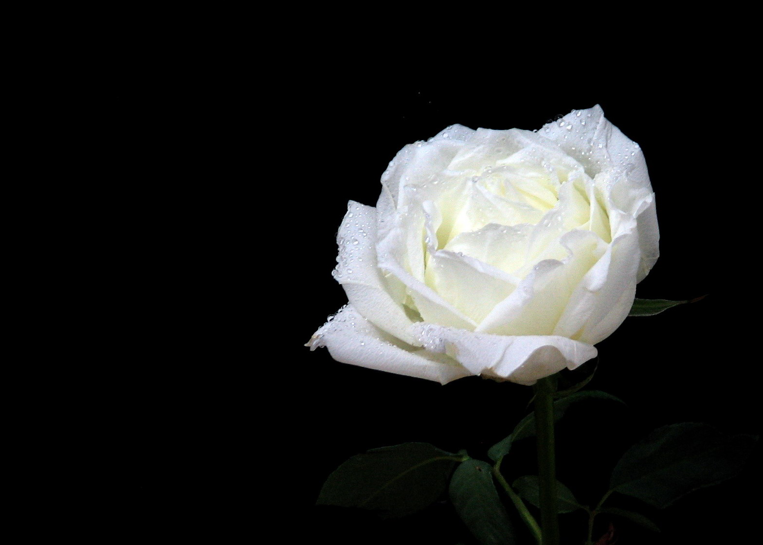 一枝白玫瑰图片伤感图片