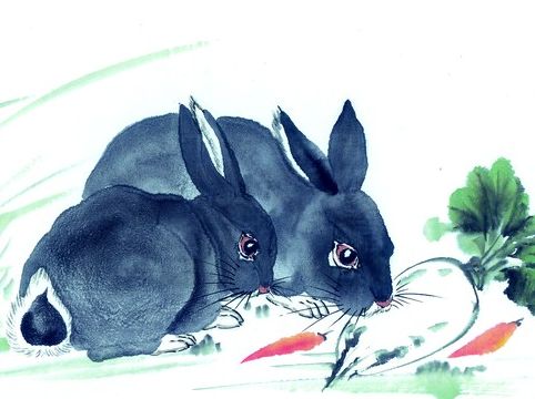 Image result for 屬兔