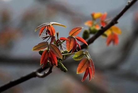 年4月4日清明节黄历十二时辰吉凶一览表 华易算命网