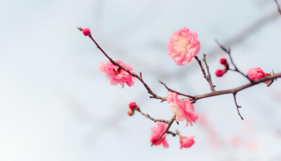 农历三月又叫什么月 别称是什么 有什么古诗句 华易算命网 农历三月又叫什么月 别称是什么 有什么古诗句 华易算命网
