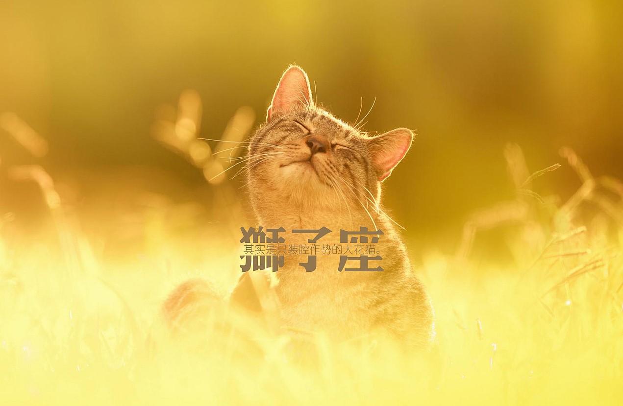 年狮子座运势 鼠年7月星座运势解析 华易算命网
