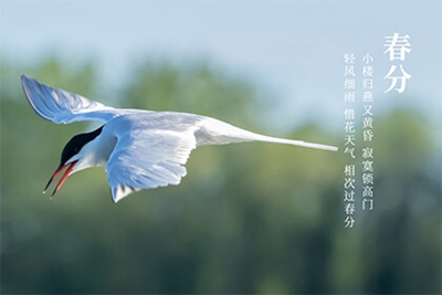 春分有什么风俗 生肖鼠年春分出生的人命如何 华易算命网