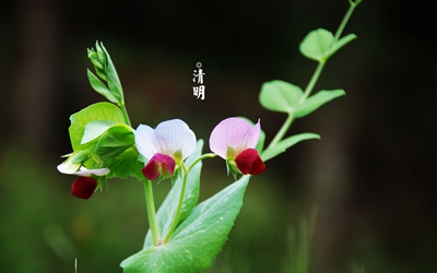 清明节是清明节气吗 21清明节宝宝可以出门吗 华易算命网