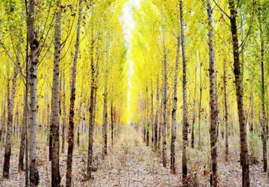 桑柘木命和什么命最配桑柘木命人生于哪月好