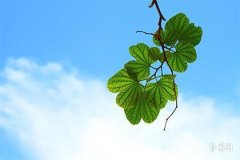 子时出生的人：命运与性格解析