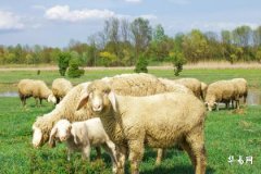 农历几月的羊有福 十羊九苦哪俩月羊最苦