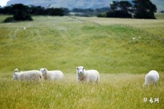 属羊缺一角是什么意思，居家风水的影响与化解方法