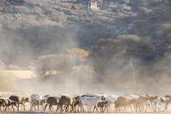 2025年属猪下半年犯太岁吗,属猪犯太岁年份有哪些