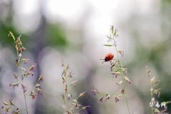 1989年属蛇的幸运色,属蛇一生最旺颜色