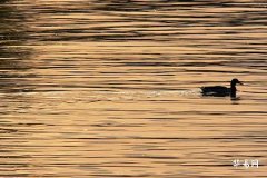 属猴2026年运势及运程详解,1968猴2026每月运程