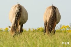 02年属马女孩的事业与命运：2025年机遇与挑战并存