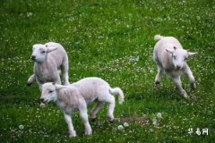 属羊人一生三大贵人：生肖羊2023年贵人是谁？