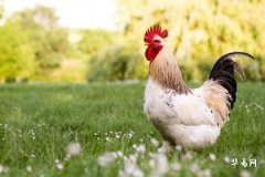 农历几月的鸡最有福气 属鸡命大富大贵的三大出生日