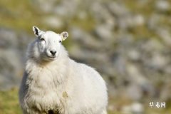 属羊是哪年出生的 不同羊人的命运如何