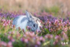 农历几月兔最有福气 属兔几日出生最不好