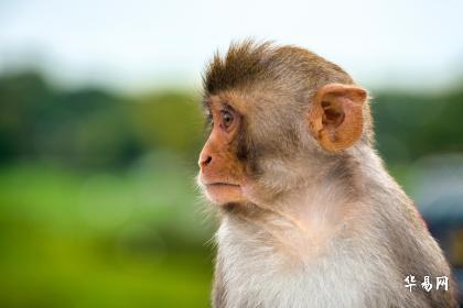 2023年属猴人佩戴什么能保平安？有哪些好转运的法子