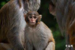 生肖猴是哪年出生的 属猴人的流年运势分析