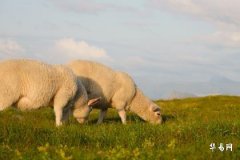 2023年农历正月属羊人的运势怎么样？