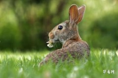 2023癸卯年生肖属兔的要小心一个人，小心什么属相？