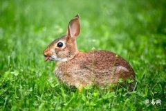 属兔大人物出生在几月 属兔出生最好六个吉日