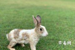 生肖属兔人适合在2023年农历九月中哪天装修？