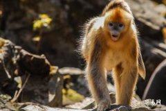 1980年出生的属猴人在几岁的时候运势最好最旺？