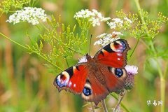 叫蕊的女人命运