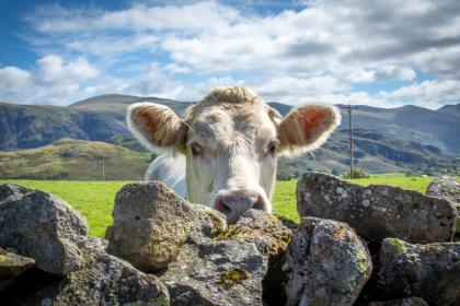 2021年不同月份牛命运解析，属牛几点出生最好命？