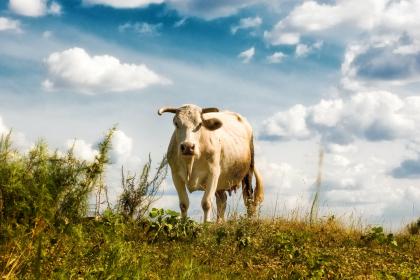 2021年属牛的贵人是谁？哪些年出生是属牛人？