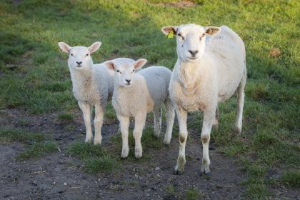 属羊2017年运势及运程 2017年属羊人的全年运势