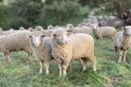 2021年属羊的小人都有谁,属羊的贵人是什么生肖?