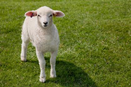 属羊的人最无法释怀的事情是什么